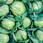 Cabbage